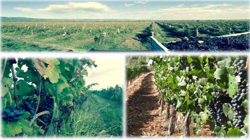 格魯吉亞葡萄酒