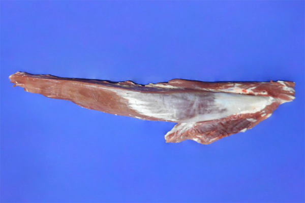 巴西冷凍去骨牛柳