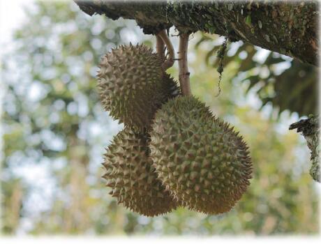 馬來西亞新鮮榴蓮和菠蘿