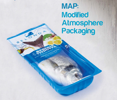 希臘愛(ài)琴海的金頭鯛和舌齒...