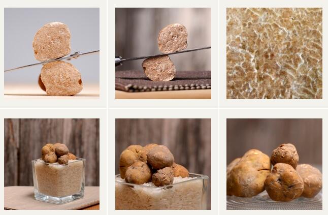 克羅地亞白松露和黑松露產...